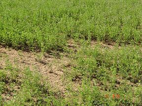 Alfalfa afectada por elevada salinidad