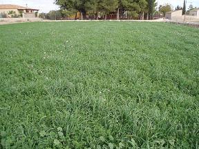 Alfalfa no afectada por la salinidad