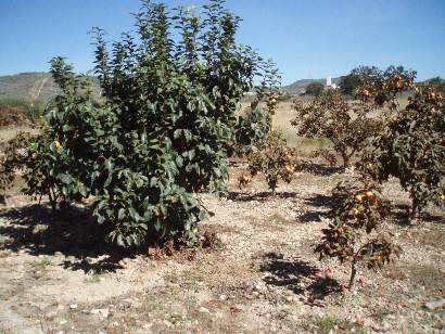 Caquis de la variedad rojo brillante afectados por salinidad