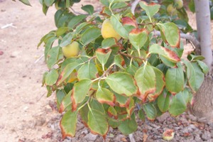 Efecto de niveles elevados de cloruro en hoja de caqui