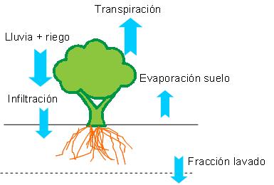 Esquema de los principales trminos del balance de agua en un campo de cultivo