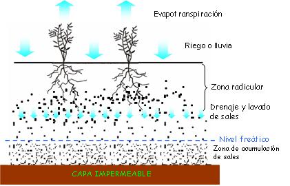 Acumulacin de sales en suelo bien regado con capa impermeable