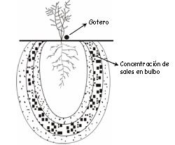 Concentracin de sales en riego por goteo