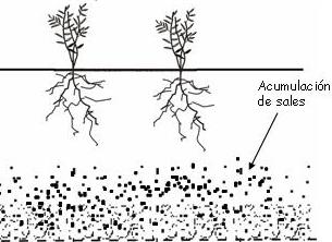 Concentracin de sales en riego a manta