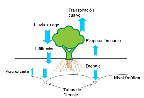 Esquema explicativo del balance de agua en un cultivo leoso con instalacin de tubos de drenaje