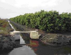 Drenajes en cultivo de naranjos