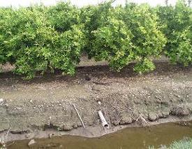 Drenajes en cultivo de naranjos