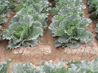 Distribucin de sales en un cultivo en caballones