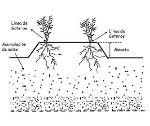 Concentracin de sales en riego por goteo