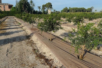 Acolchado geotextil en un cultivo de granados con riego por goteo